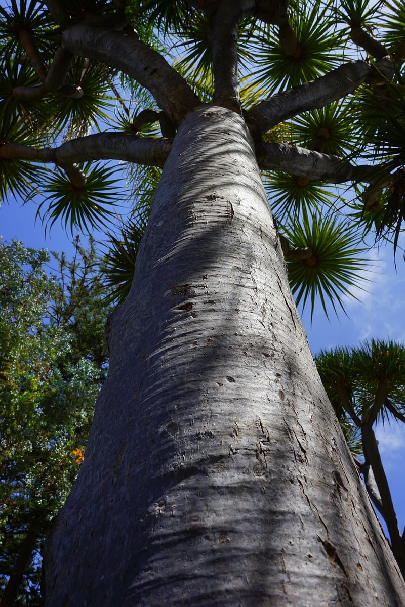 Dragon Tree