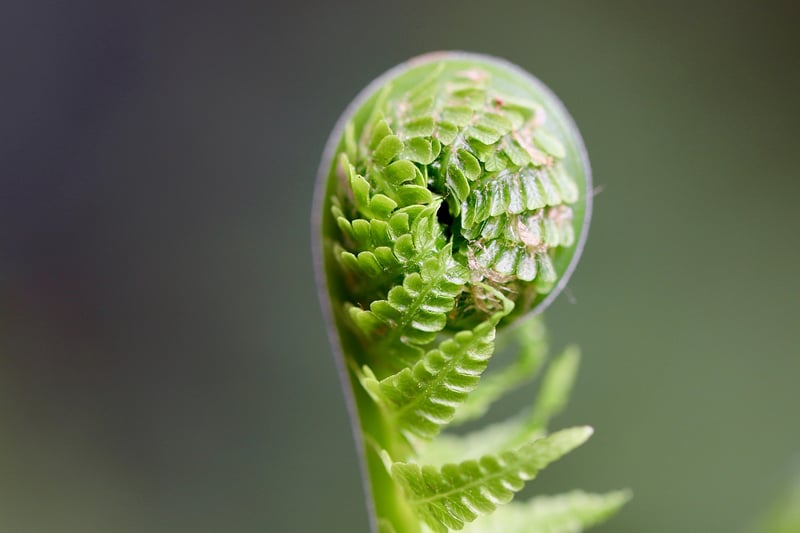Dragon Scale Fern