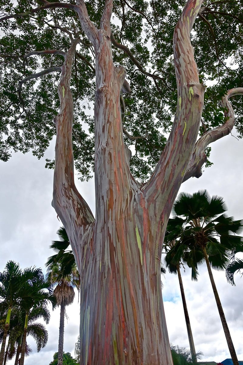 Rainbow Eucalyptus