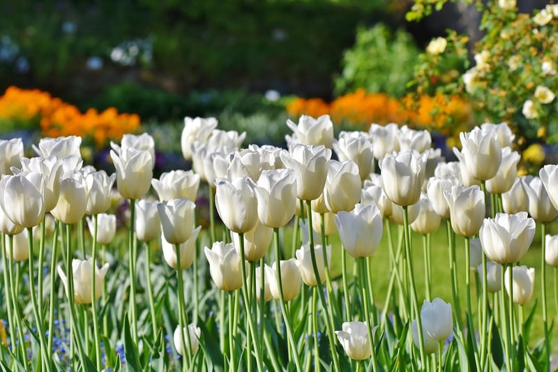 Tulip